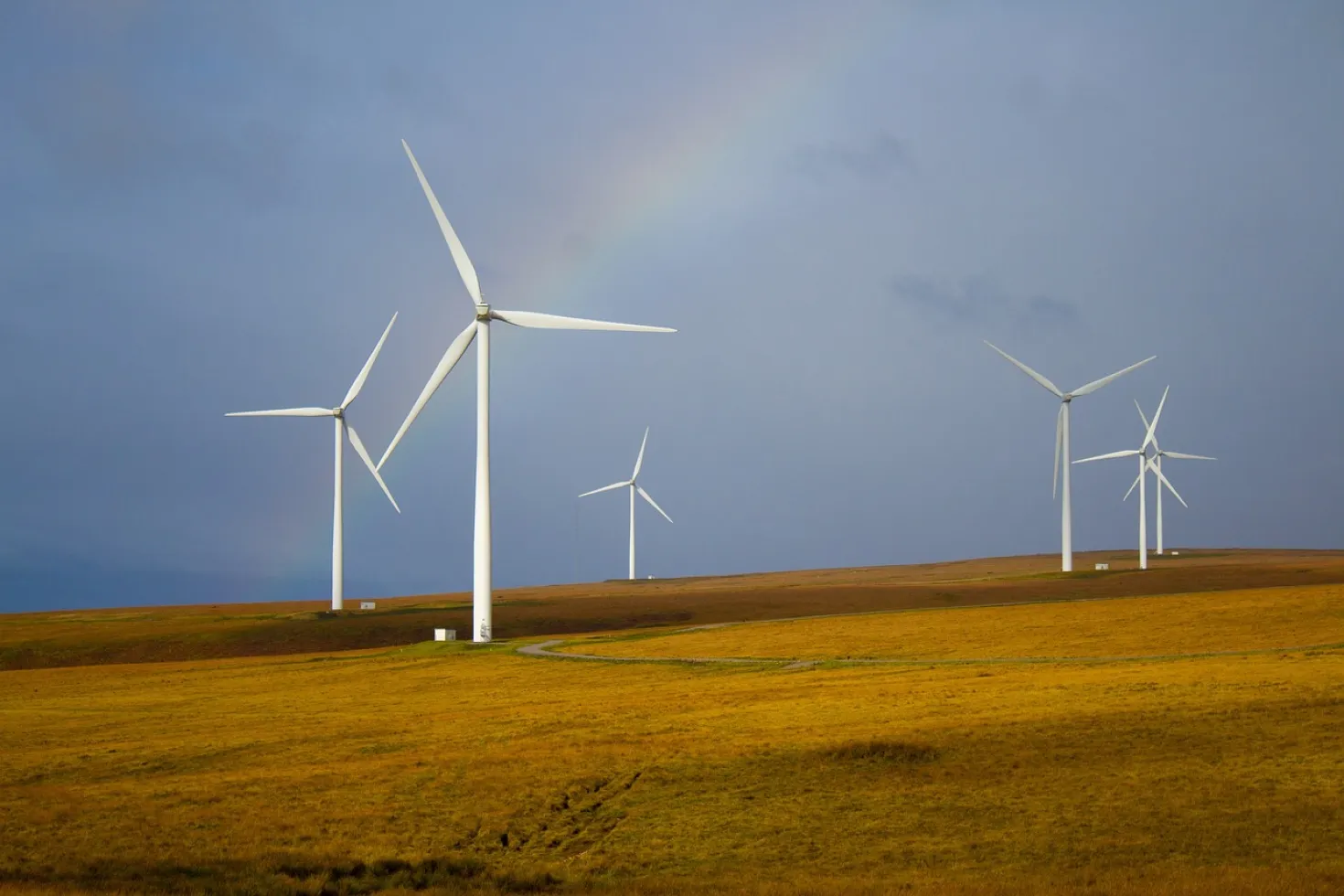 Windmills in a field representing sustainability